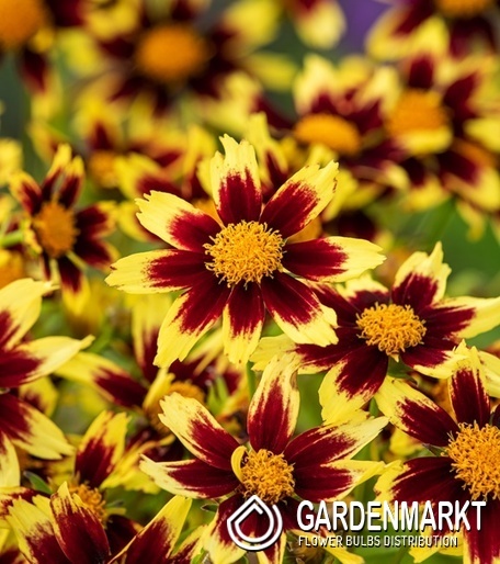 Coreopsis grandiflora Mädchenauge Solar Fancy 1 St.