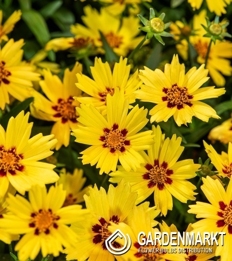 Coreopsis grandiflora Mädchenauge Solar Moon 1 St.