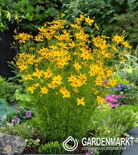 Coreopsis verticillata Mädchenauge Grandiflora 1 St.