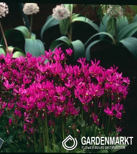 Dodecatheon meadia Götterblume Aphrodite 1 St.
