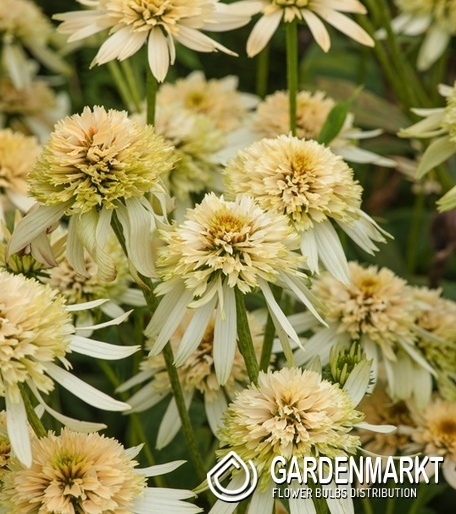 Echinacea Sonnenhut Eccentric Yellow 1 St.