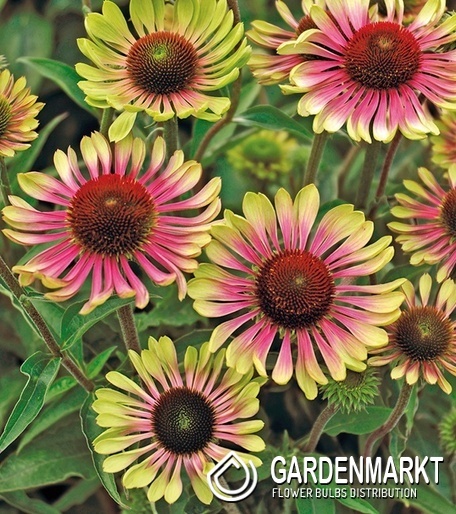 Echinacea purpurea Sonnenhut Prairie Blaze Vintage Lime 1 St.