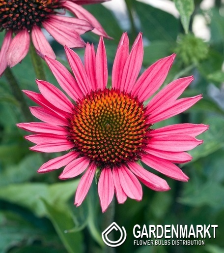 Echinacea purpurea Sonnenhut Vintage Wine 1 St.