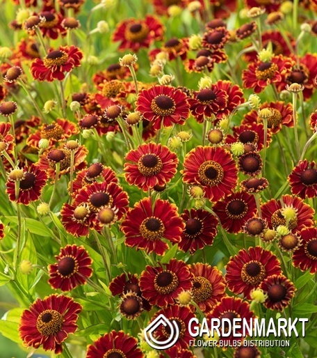 Helenium Sonnenbraut Bandera 1 St.