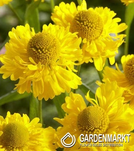 Helenium Sonnenbraut Double Trouble 1 St.