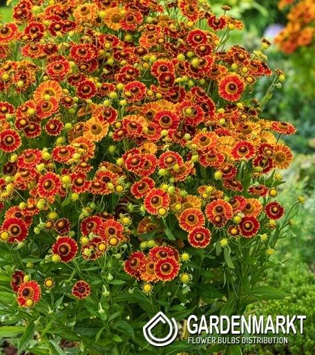 Helenium Sonnenbraut Fuego 1 St.