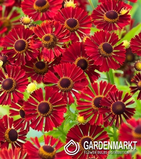 Helenium Sonnenbraut Rubinzwerg 1 St.