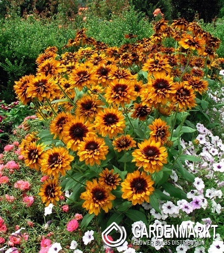 Rudbeckia hirta Sonnenhut Cherokee Sunset 1 St.