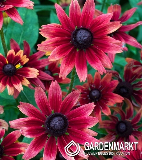 Rudbeckia hirta Sonnenhut Cherry Brandy 1 St.