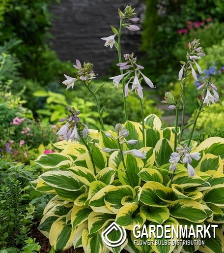 Hosta Funkie Brim Cup 1 St.