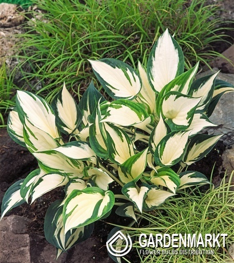 Hosta Funkie Fire and Ice 1 St.