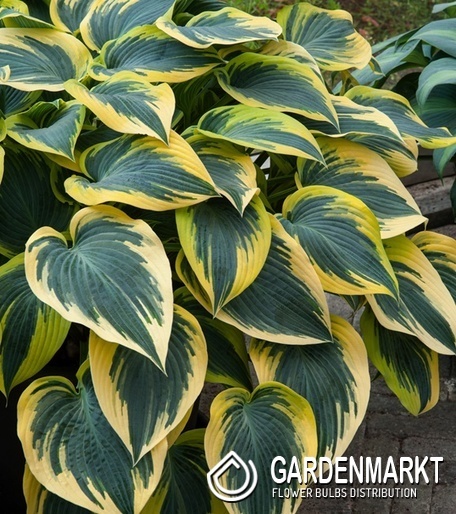 Hosta Funkie First Frost 1 St.