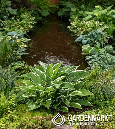 Hosta Funkie Francee 1 St.
