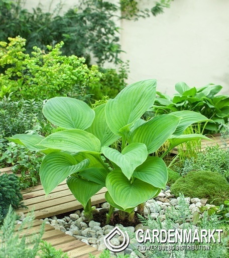 Hosta Funkie Guacamole 1 St.