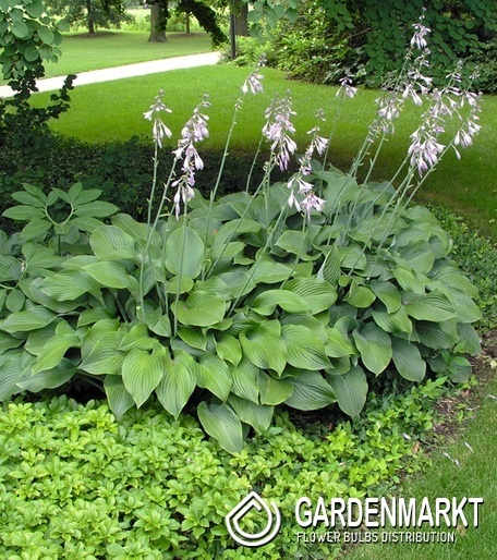 Hosta Funkie Krossa Regal 1 St.