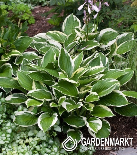 Hosta Funkie Love Pat 1 St.