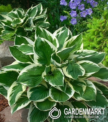 Hosta Funkie Minuteman 1 St.