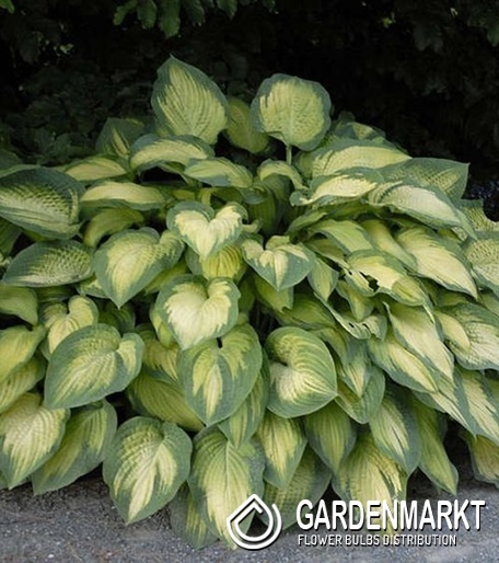Hosta Funkie Pauls Glory 1 St.