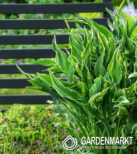 Hosta Funkie Praying Hands 1 St.