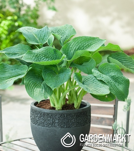 Hosta Funkie Siboldiana Elegans 1 St.