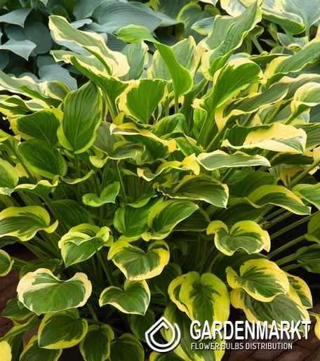 Hosta Funkie So Sweet 1 St.
