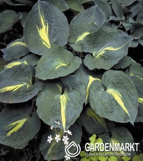 Hosta Funkie Thunderbolt 1 St.