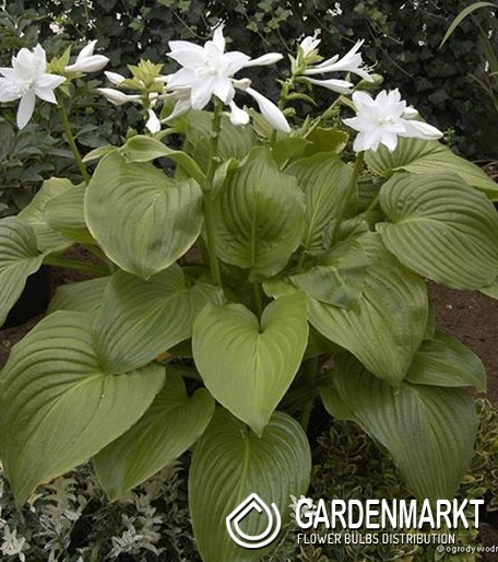 Hosta Funkie Venus 1 St.