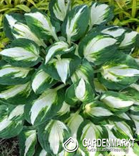 Hosta Funkie Vulcan 1 St.