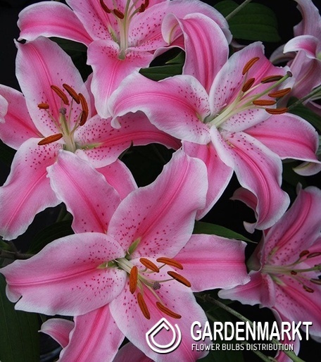 Lilium Orientalische Lilie Marriott 1 St.