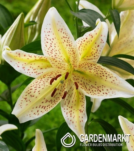 Lilium Orientalische Lilie Tigermoon 1 St.