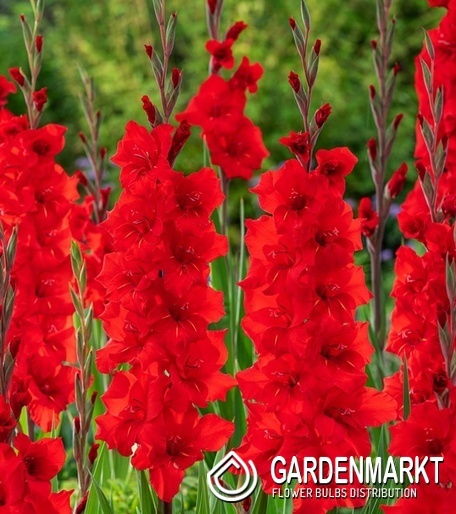 Gladiolus Großblumige Gladiole Roma 5 St.
