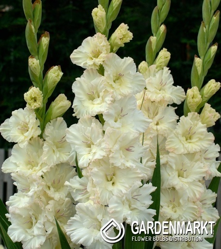 Gladiolus Großblumige Gladiole Sweet Crystal 5 St.