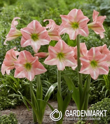 Hippeastrum Ritterstern Sweet Dreams 1 St.