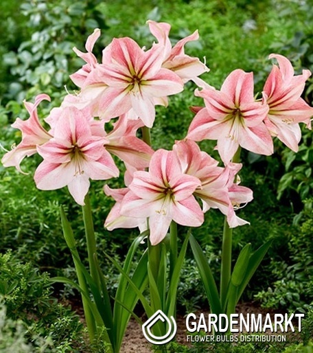 Hippeastrum Ritterstern Riverdance 1 St.