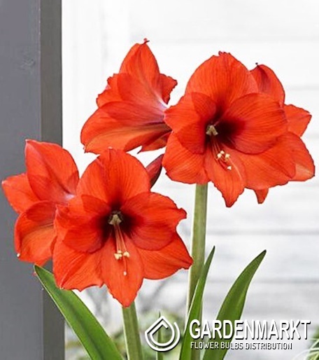 Hippeastrum Ritterstern Prinses Margriet 1 St.