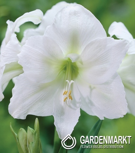 Hippeastrum Ritterstern Mount Everest 1 St.