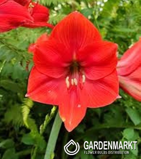 Hippeastrum Ritterstern Mastermind 1 St.