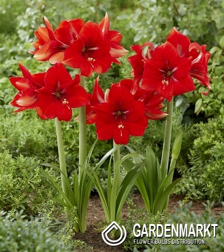Hippeastrum Ritterstern Love Heart 1 St.