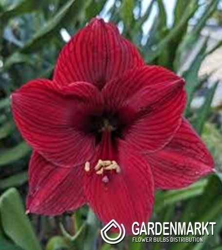Hippeastrum Ritterstern Arabian Night 1 St.