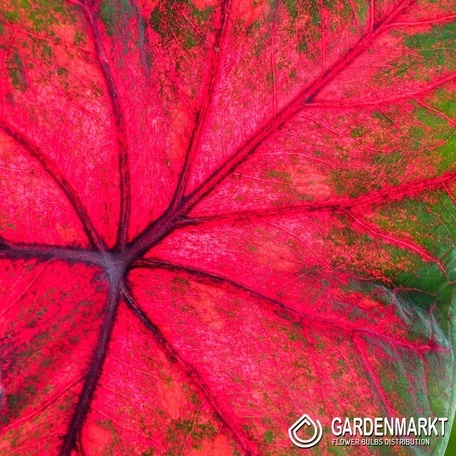 Caladium Brandywine 1 St.