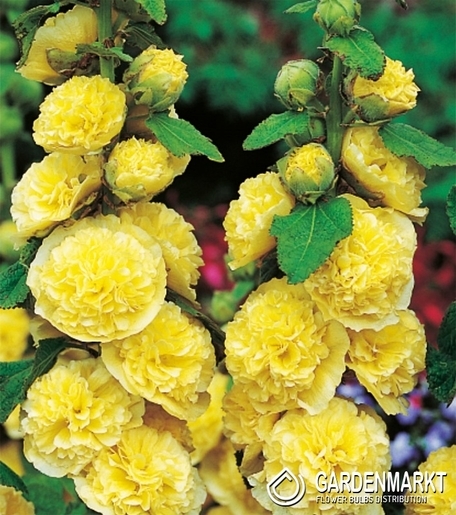 Stockrose Malve Alcea Rosea Gelb 1 St.