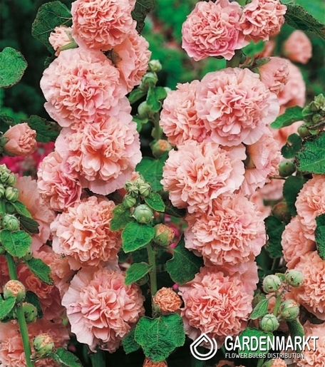 Stockrose-Malve-Alcea Rosea Rosa 1 St.