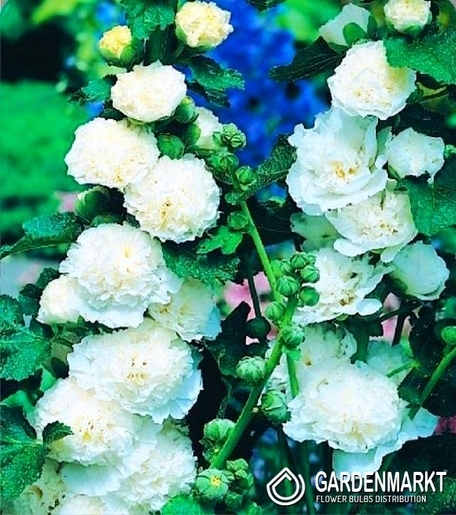 Stockrose-Malve-Alcea Rosea Weiß 1 St.