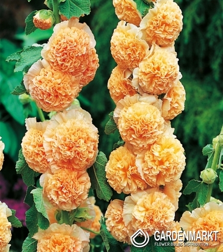 Stockrose-Malve-Alcea Rosea Orange 1 St.