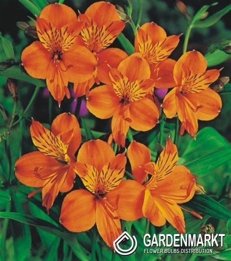 Inkalilie Alstroemeria Orange King 1 St.