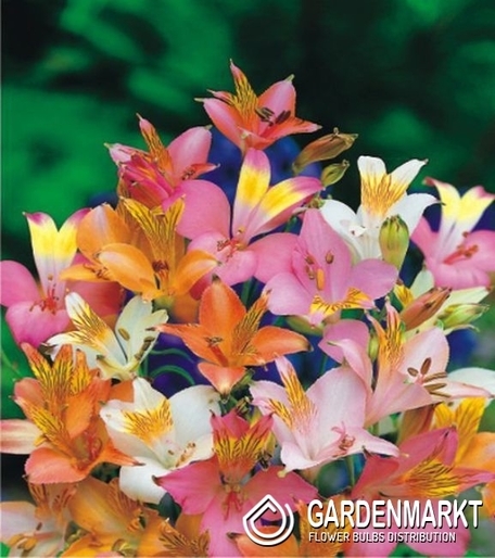 Inkalilie-Alstroemeria Lightu Mix 1 St.