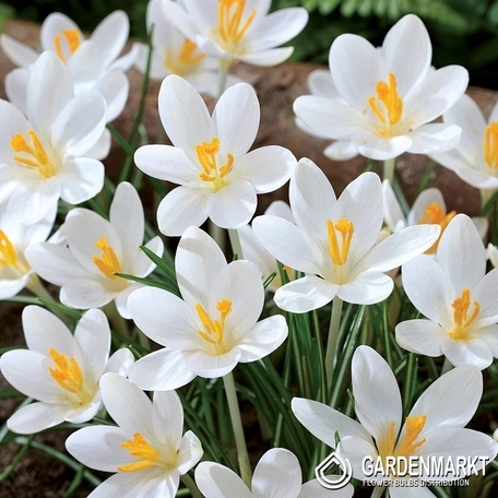 Frühlings Krokus Barr's Purple 10 St.
