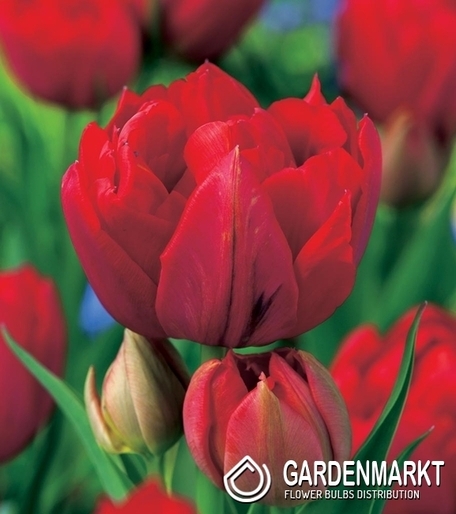 Tulpe Exklusiv Double Red Riding Hood 5 pcs