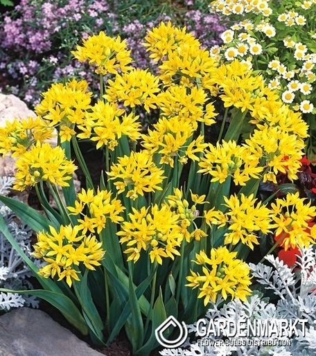 Zierlauch Allium Moly 10 St.