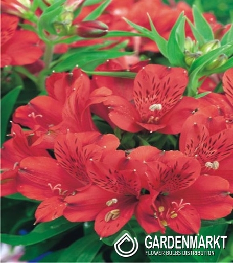 Inkalilie-Alstroemeria Rot 1 St.